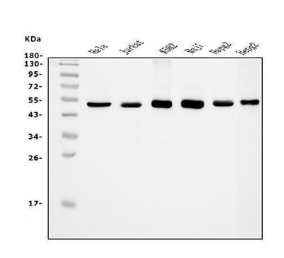 Anti-eRF1/ETF1 Antibody Picoband® (monoclonal, 3E5 Boster Bio