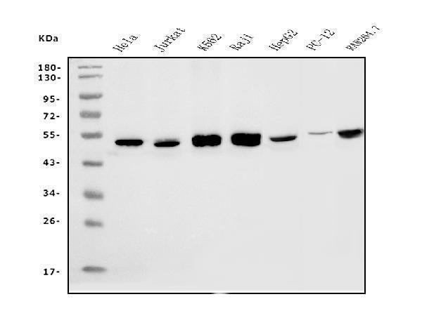 Anti-eRF1/ETF1 Antibody Picoband® (monoclonal, 3B6 Boster Bio