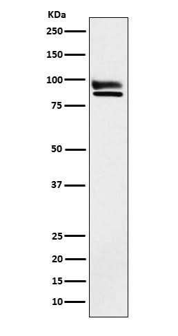 Anti-OS9 Rabbit Monoclonal Antibody Boster Bio