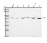 Anti-FKBP51 Monoclonal Antibody Boster Bio