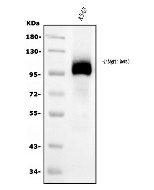 Anti-Integrin beta 5/ITGB5 Antibody Picoband® (monoclonal, 9E2 Boster Bio