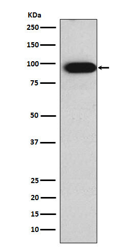 Anti-Villin VIL1 Monoclonal Antibody Boster Bio