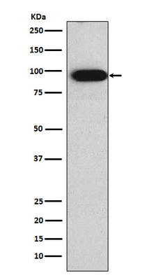 Anti-Villin VIL1 Monoclonal Antibody Boster Bio