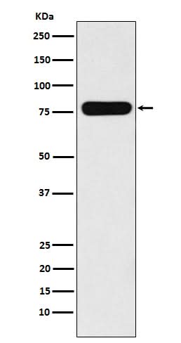 Anti-Villin-1 VIL1 Monoclonal Antibody Boster Bio
