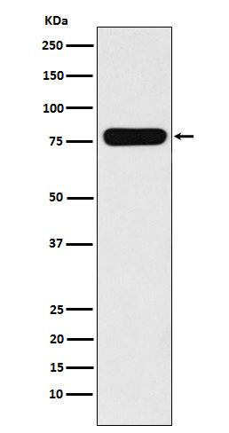Anti-Villin-1 VIL1 Monoclonal Antibody Boster Bio