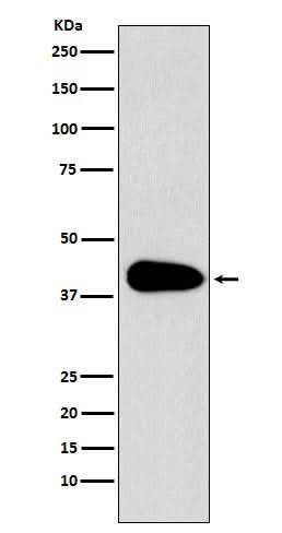 Anti-PAR6 Monoclonal Antibody Boster Bio