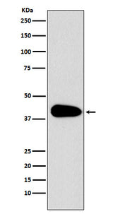 Anti-PAR6 Monoclonal Antibody Boster Bio