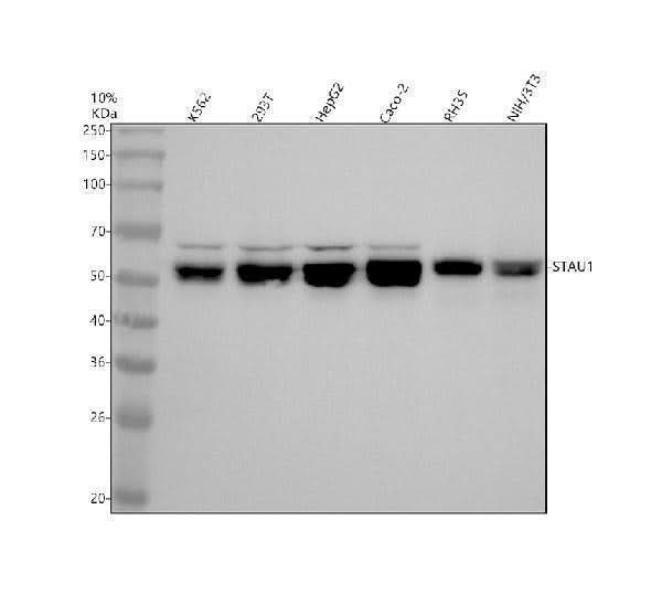 Anti-Staufen STAU1 Monoclonal Antibody Boster Bio