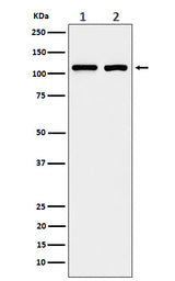 Anti-eIF3B Rabbit Monoclonal Antibody Boster Bio