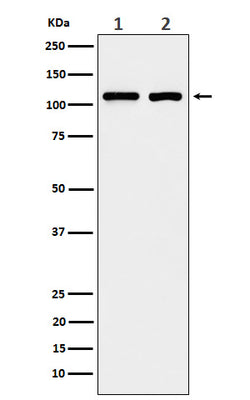 Anti-eIF3B Rabbit Monoclonal Antibody Boster Bio
