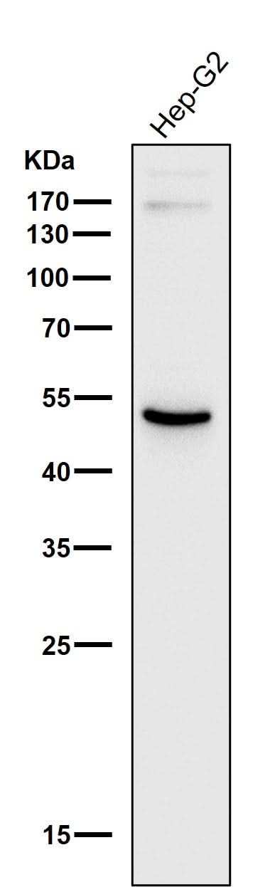 Anti-ADFP PLIN2 Rabbit Monoclonal Antibody Boster Bio