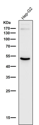 Anti-ADFP PLIN2 Rabbit Monoclonal Antibody Boster Bio