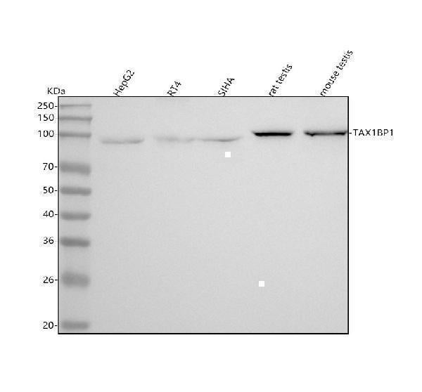 Anti-TRAF6BP Rabbit Monoclonal Antibody Boster Bio
