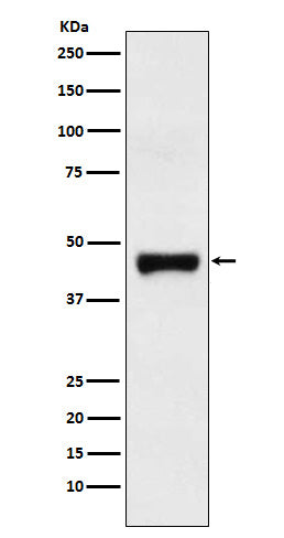 Anti-LRG1 Rabbit Monoclonal Antibody Boster Bio