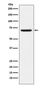 Anti-GABA A Receptor alpha 5 Rabbit Monoclonal Antibody Boster Bio
