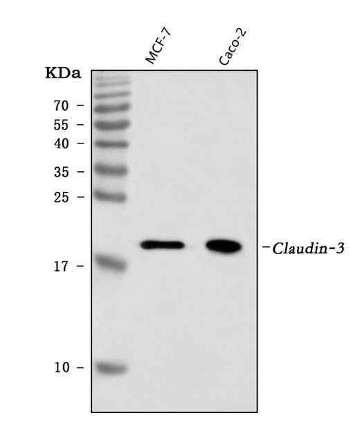 Anti-Claudin 3/CLDN3 Antibody Picoband® (monoclonal, 4C7D2 Boster Bio