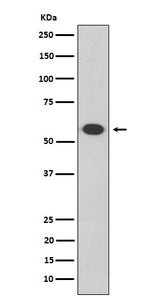 Anti-Oct-2 Rabbit Monoclonal Antibody Boster Bio