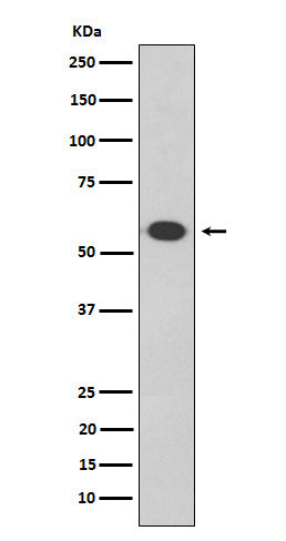 Anti-Oct-2 Rabbit Monoclonal Antibody Boster Bio