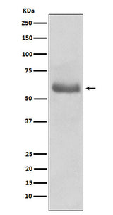Anti-Oct-2 Rabbit Monoclonal Antibody Boster Bio