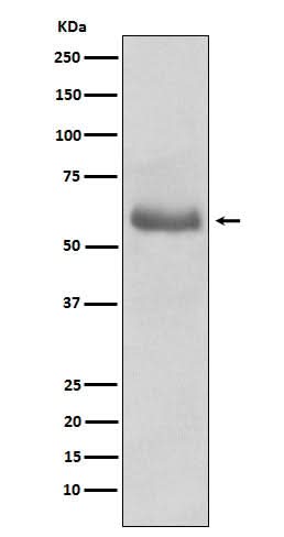 Anti-Oct-2 Rabbit Monoclonal Antibody Boster Bio