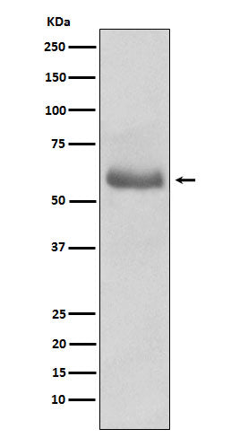 Anti-Oct-2 Rabbit Monoclonal Antibody Boster Bio