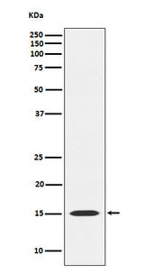 Anti-MAGOH Rabbit Monoclonal Antibody Boster Bio