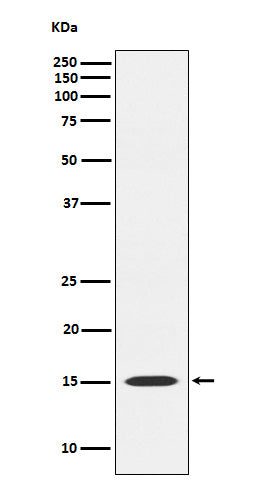 Anti-MAGOH Rabbit Monoclonal Antibody Boster Bio