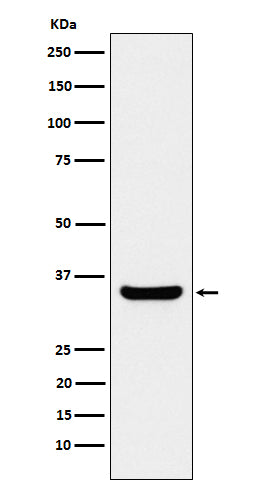 Anti-BOB1 Rabbit Monoclonal Antibody Boster Bio
