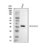 Anti-BOB1 Monoclonal Antibody Boster Bio