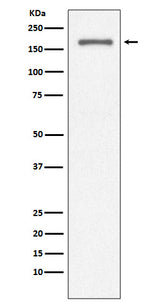 Anti-CD11a ITGAL Rabbit Monoclonal Antibody Boster Bio