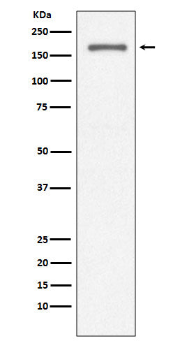 Anti-CD11a ITGAL Rabbit Monoclonal Antibody Boster Bio