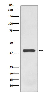 Anti-AMPK gamma 1 Rabbit Monoclonal Antibody Boster Bio