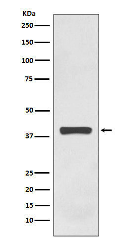 Anti-AMPK gamma 1 Rabbit Monoclonal Antibody Boster Bio