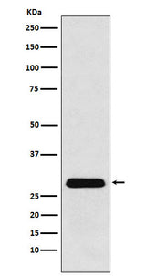 Anti-PGAM1 Rabbit Monoclonal Antibody Boster Bio