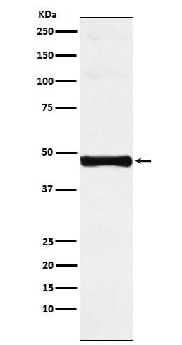 Anti-IRF-9 Rabbit Monoclonal Antibody Boster Bio