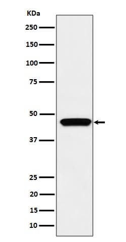 Anti-MK3 Rabbit Monoclonal Antibody Boster Bio