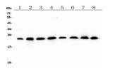 Anti-RAB11B Antibody Picoband® (monoclonal, 6C5 Boster Bio
