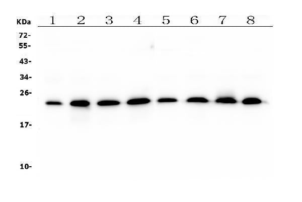 Anti-RAB11B Antibody Picoband® (monoclonal, 6C5 Boster Bio
