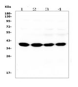 Anti-SYP/Synaptophysin Antibody Picoband® (monoclonal, 3G12 Boster Bio
