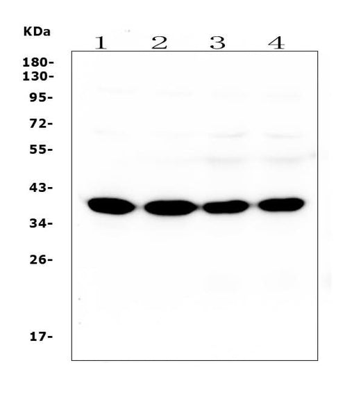 Anti-SYP/Synaptophysin Antibody Picoband® (monoclonal, 3G12 Boster Bio