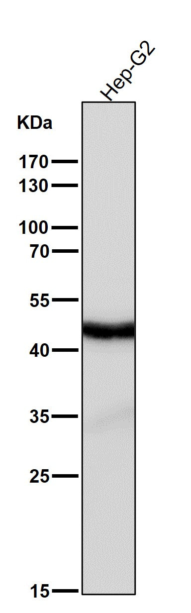 Anti-Cyclin E2 CCNE2 Rabbit Monoclonal Antibody Boster Bio
