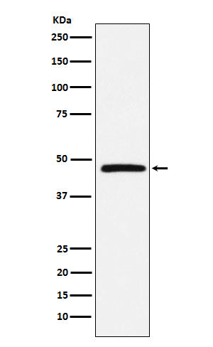 Anti-DARC Rabbit Monoclonal Antibody Boster Bio