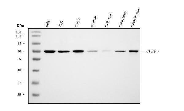 Anti-CPSF6 Antibody Picoband® (monoclonal, 3F11E1 Boster Bio