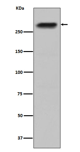 Anti-CENPE Monoclonal Antibody Boster Bio