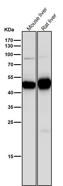 Anti-MAT2A Rabbit Monoclonal Antibody Boster Bio