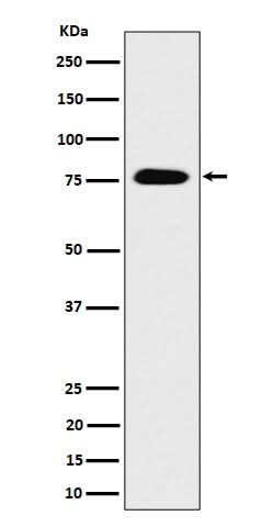 Anti-CRTC3 Rabbit Monoclonal Antibody Boster Bio