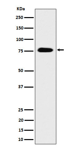 Anti-CRTC3 Rabbit Monoclonal Antibody Boster Bio