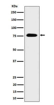 Anti-CRTC3 Rabbit Monoclonal Antibody Boster Bio
