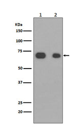 Anti-Caldesmon CALD1 Rabbit Monoclonal Antibody Boster Bio