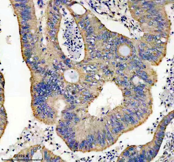 Anti-Thioredoxin 2 Monoclonal Antibody Boster Bio